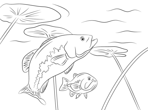 Largemouth Basses Coloring Page